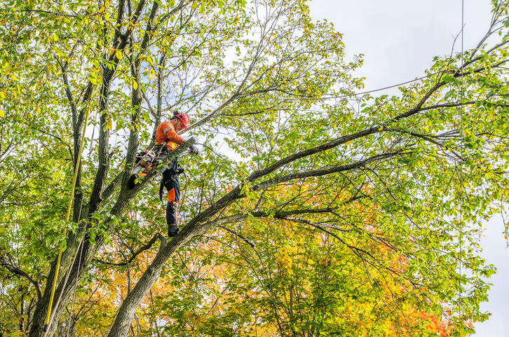 Shreveport tree removal and pruning